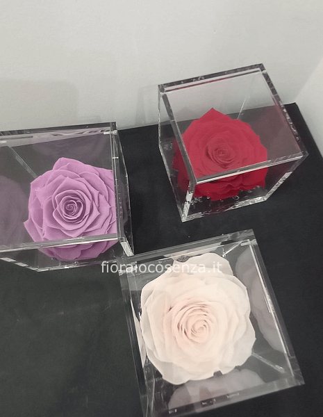 rose stabilizzate flower cube 10x10 ars nova