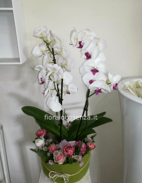 Phalaenopsis con fiori