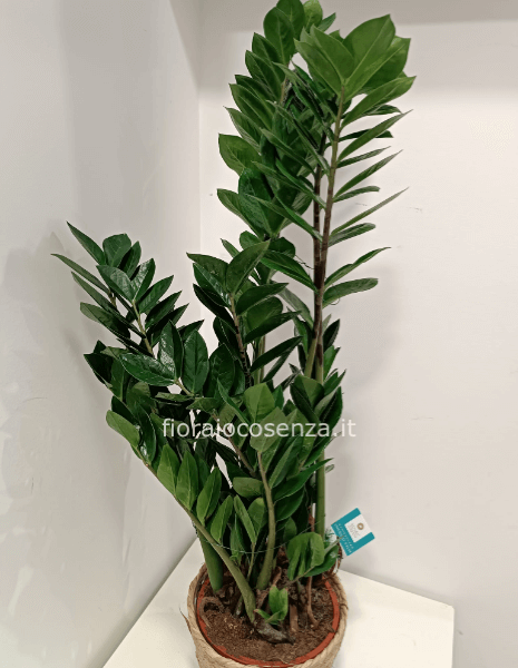 Pianta zamioculcas