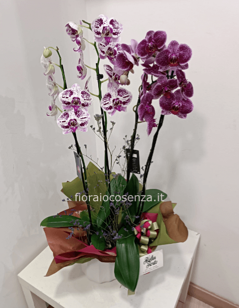 Bis phalaenopsis