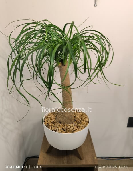 Beucarnea in vaso