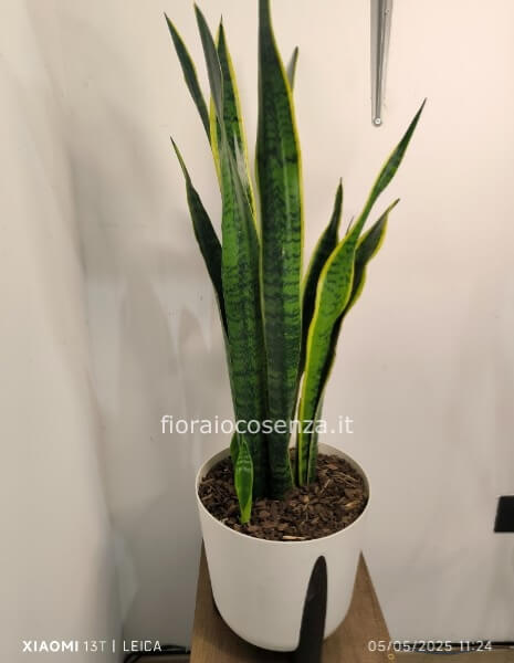 Sansevieria in vaso