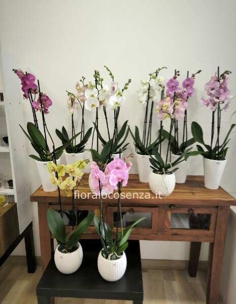 Phalaenopsis con in ceramica
