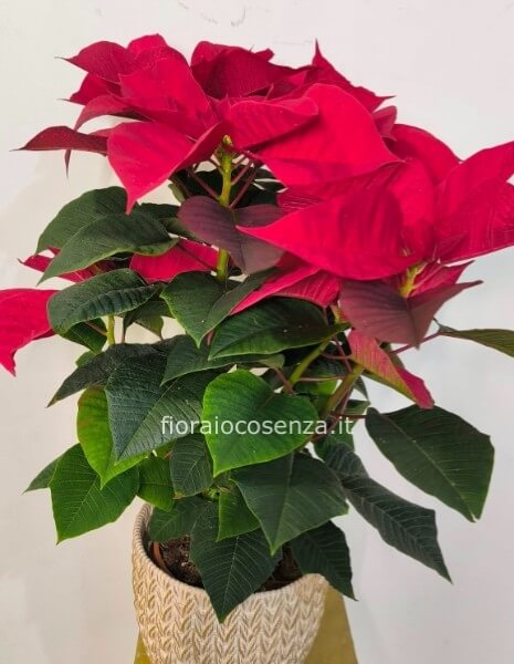 Stella di natale h 70 cm copri vaso in ceramica