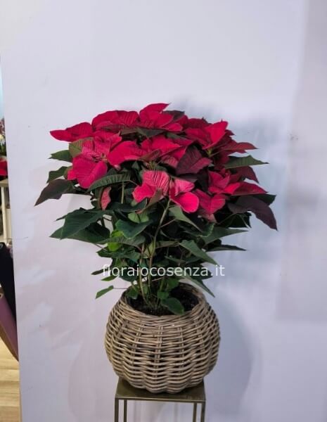 Stella di natale h circa 80 cm