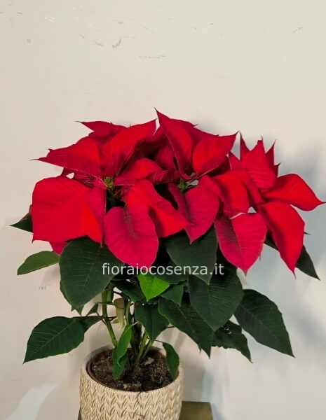 Stella di natale h 60 copri vaso in ceramica decorata