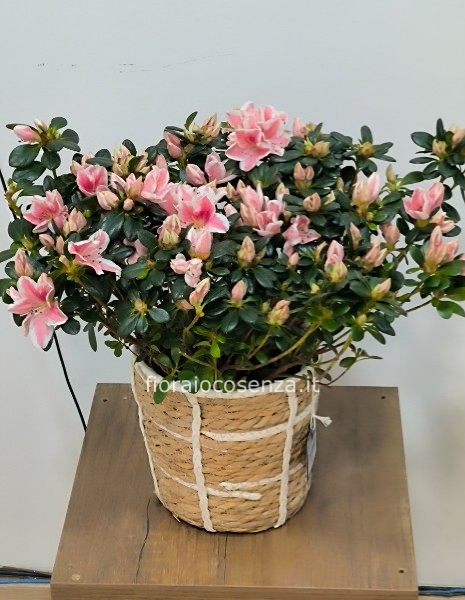 Azalea cesto