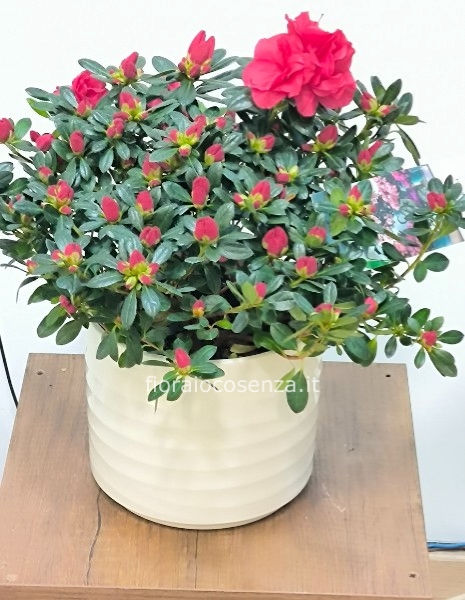 Azalea vaso ceramica 