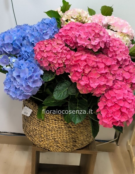 Composizione  piante ortensie cesto