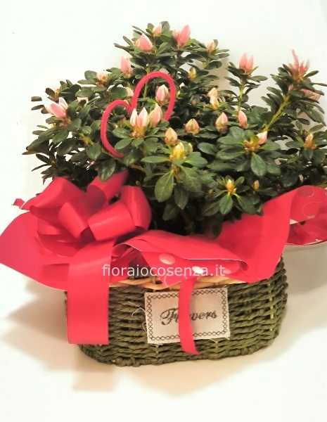 Azalea cestino 
