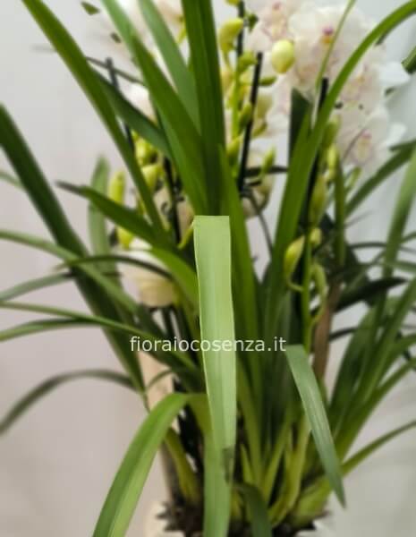 Pianta di cymbidium