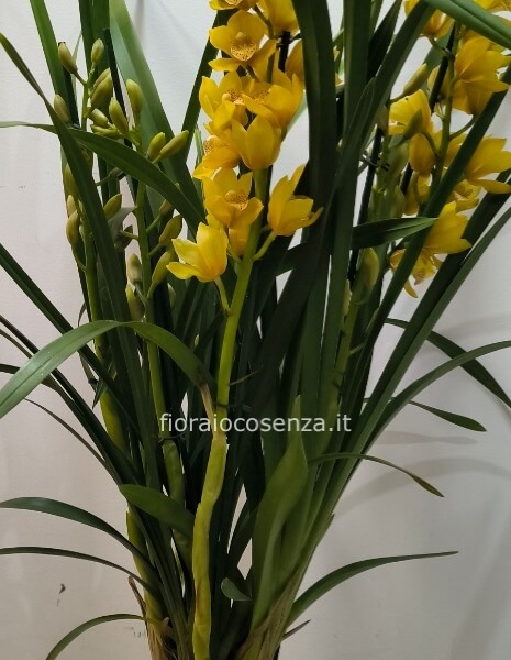 Pianta di cymbidium 